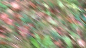 Как вырастить много грибов на своем участке в огороде? Простой метод выращивания