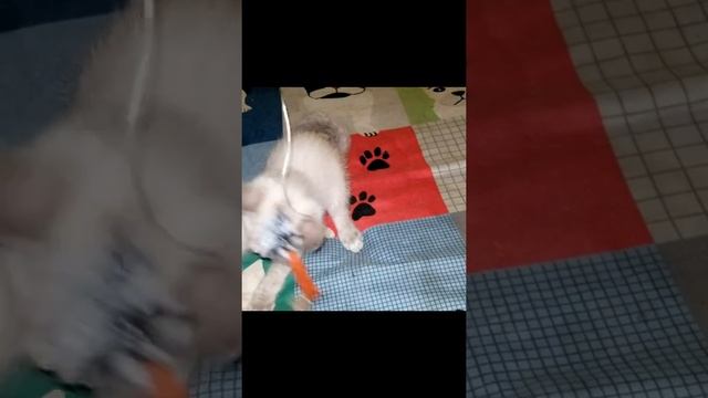 Snowshoe American Ringtail kit tight tail curl SPROUT-https://gokitty.com/kitten/profile/id/114866? смотреть онлайн