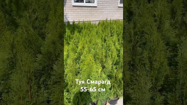 Туя Смарагд 🌲🌲🌲🌲🌲🌲🌲