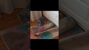 Соседский кот пришел поесть на халяву