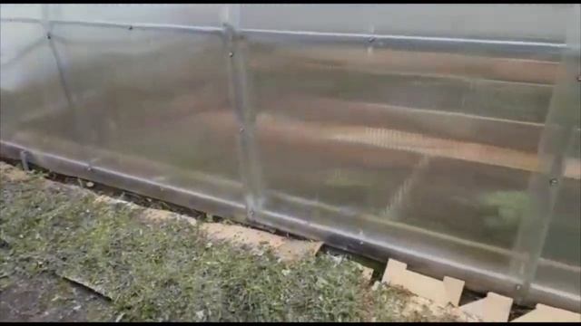 ДАЧНЫЙ ВЛОГ. СОВЕТ ОТ ТЁЩИ. КАК СДЕЛАТЬ ГРЯДКУ НА МУСОРНОЙ ЗЕМЛЕ НЕ КОПАЯ/АПЕЛЬСИНОВЫЕ КОРКИ смотреть онлайн