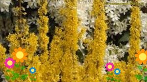 Форзиция промежуточная Микадор. Краткий обзор, описание характеристик forsythia intermedia Mikador