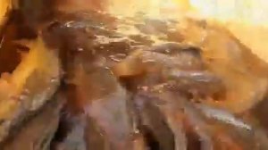 Зарыбление озер карпом, озеро Богатое. Рыбалка Озера Адыгеи