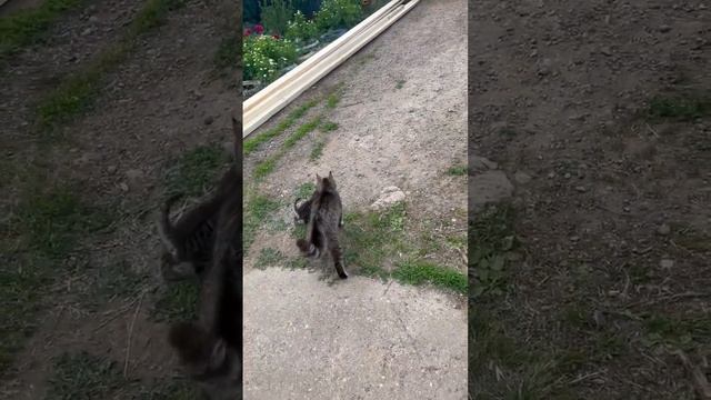 Маленький Чепусик тянется к Баксу больше чем к мамаше ?? котенок