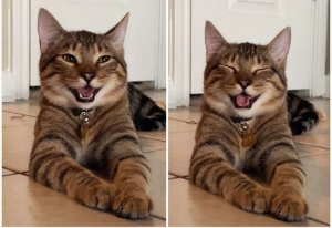 Очень Смешные Реакции Котов