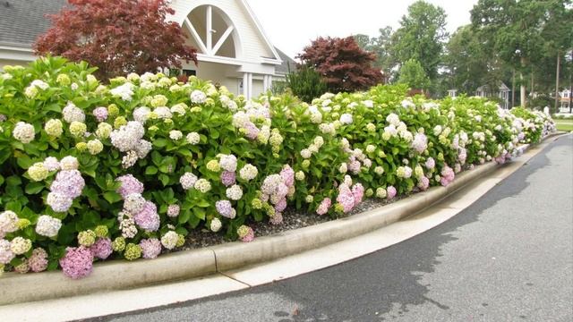 Живая Изгородь вместо Забора смотреть онлайн