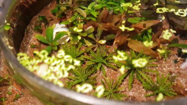 Круглый аквариум 13 литров(запуск) смотреть онлайн