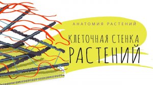 2. Вещества клеточной стенки. Анатомия растений  - 5 - 6 класс