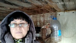 Какая температура должна быть в сарае. Нужно ли обогревать зимой.