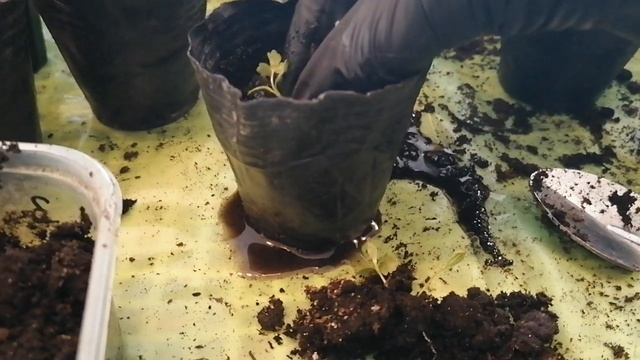 ПРАВИЛЬНЫЙ СПОСОБ ПОСЕВА СЕЛЬДЕРЕЯ И БАЗИЛИКА | ПИКИРУЮ ЧЕРЕШКОВЫЙ СЕЛЬДЕРЕЙ