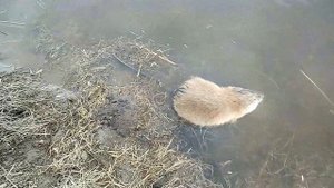 Ручная андатра