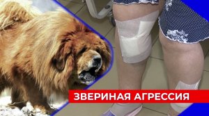 Тибетский мастиф напал на жительницу поселка Новинки, женщина госпитализирована
