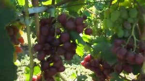 обзор винограда Торнадо, Велюр, Подарок Никополю, Казантип, Перцовый красный, Мария и др.