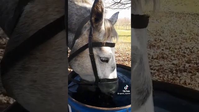 лошадь необычно пьет воду