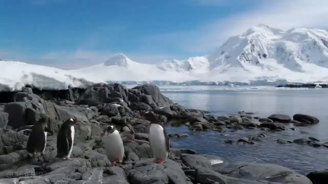 Пингвины - Penguins (All kinds) - Природа Антарктики смотреть онлайн