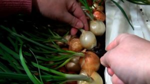 КАК БЫСТРО СРЕЗАТЬ ЗЕЛЕНЫЙ ЛУК.#бизнес_на_луке