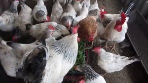 Как прорастить зерно для кур несушек! Как влияет кормление  на величину  яйца!