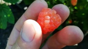 Малина Валентина - сладкая и товарная