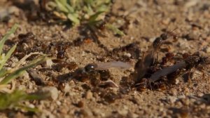 How to GET RID OF CARPENTER ANTS | Don't let them damage your house!