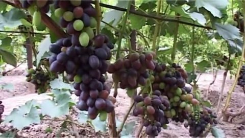 Виноградник О М Писанка