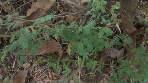 Egyptian acacia (Vachellia nilotica) - part 3