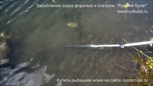 Зарыбление озера форелью и осетром