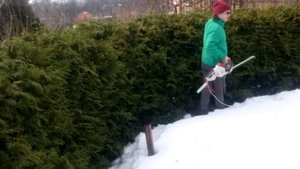 Изгородь из туи брабант