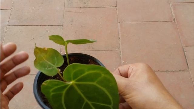 || ANTHURIUM || CARE TIPS || смотреть онлайн