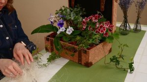 Композиция из горшечных растений