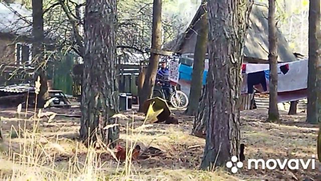 Ухитрилась делать два дела сразу)))#жизньвбеловежскойпуще#жизньвлесу#пернатыежители