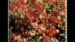 Статичная заставка - OITV/1-й канал Останкино (1994)