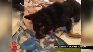 Живодеры забили собаку гвоздодером на глазах очевидцев  ФОТО 18+