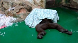 Орангутаны Мишель и Бату. Жизнь удалась. 09.12.18 г.