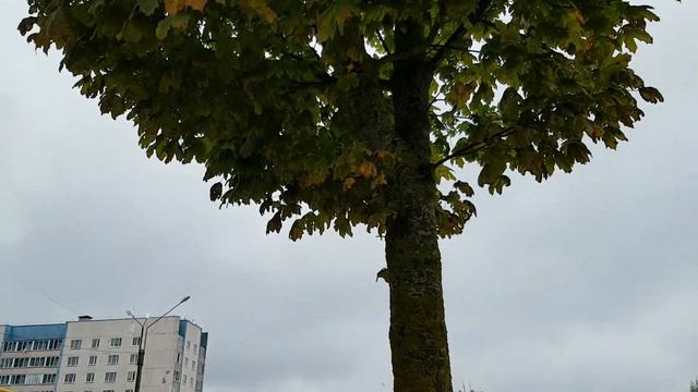 18.09.2019 г. Рославль 16 мкр Переход с кленом в ожидании ремонта смотреть онлайн