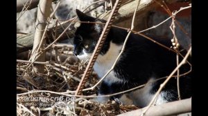 Мартовские городские коты Петербурга - Street cats Petersburg