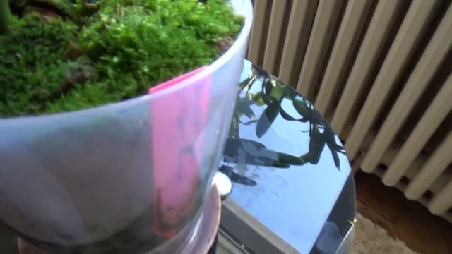 My paradise - Orchids in bloom in April 2018 & SALES anouncement смотреть онлайн