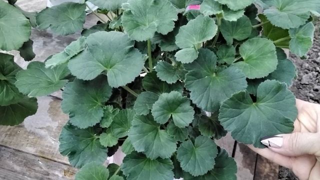 #284. Часть 8.Мои любимые пеларгонии,характеристика зональных сортов,мой честный отзыв. смотреть онлайн