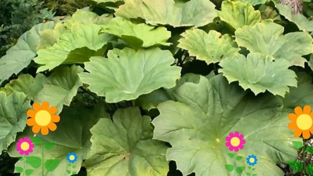 Астильбоидес пластинчатый. Краткий обзор, описание характеристик, где купить саженцы смотреть онлайн