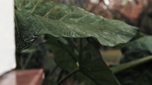 КАКАЯ КРАСИВАЯ ПЕСНЯ! - ЕСТЬ ЛИ У ДОЖДЯ ДУША? - ИСП. ОТЕЦ И СЫН - СЕРГЕЙ ВОЛЬНЫЙ & НИКИТА ШИСТЕРОВ смотреть онлайн