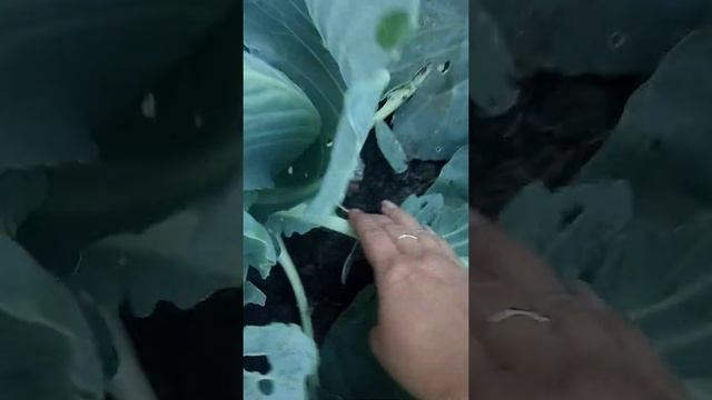 Не завязывается капуста! Что делать? Бабушкин способ! смотреть онлайн