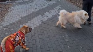 Чау Чау Тао, шарпей и ленивая прогулка!