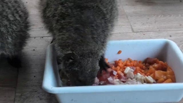 Что едят Полосатые Мангусты и как едят? ))) What do Striped Mongooses eat and how do they eat?))) смотреть онлайн