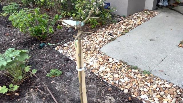 Planting a bare root standard - Roald Dahl / David Austin English rose смотреть онлайн