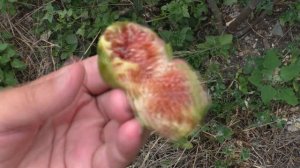 Инжир Инчарио Б ,бреба