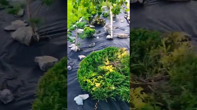 Рокарий из хвойных.
