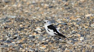 Пуночка Plectrophenax nivalis, песня / Snow bunting song