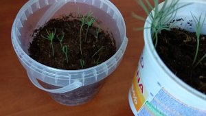 ВЫРАСТИТЬ ЕЛЬ И СОСНУ ИЗ ШИШКИ. Хвойные из семян. Ель и сосна из шишки #ель #сосна
