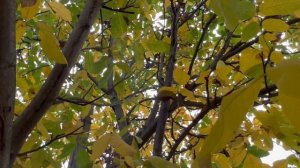 Грецкий орех в Подмосковье.