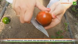 Томат Сашер F1 (Культура в разрезе)