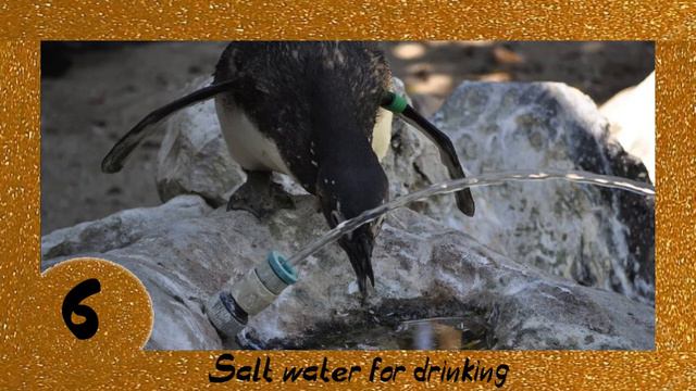 TOP-10. The best: Interesting facts about penguins смотреть онлайн